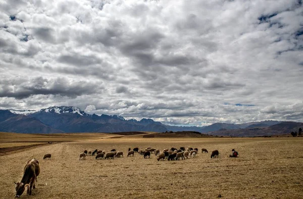 Wide Shot Animals Eating Dry Grass Field Cloudy Day — 图库照片