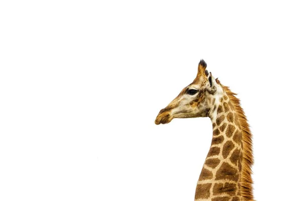 Closeup Shot Magnificent Giraffe White Background — ストック写真