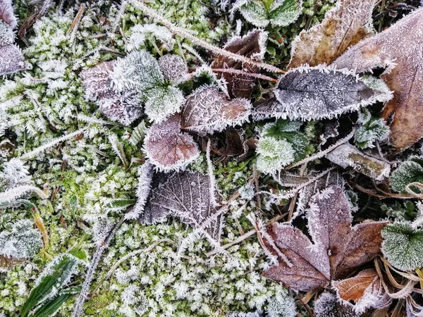 Detailní Záběr Zamrzlého Listí Lese Stavernu Norsko — Stock fotografie