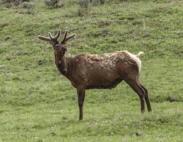 Wapiti debout sur un champ de verdure au parc national Yellowstone — Photo