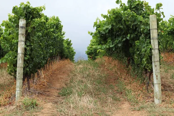 Ein Schöner Blick Auf Die Weinreben Einem Weinberg Der Bei — Stockfoto