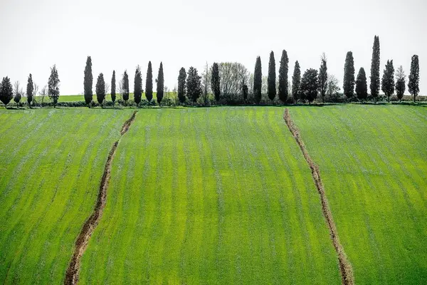 Hochwinkelaufnahme der schönen Bäume auf einem grasbedeckten Hügel unter hellem Himmel — Stockfoto