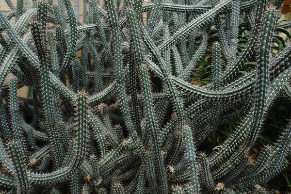 Lange grüne Kakteen mit ineinander verschlungenen Nadeln — Stockfoto
