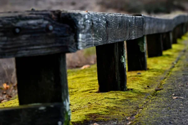 Closeup shot of a wooden railing with yellow moss under it — kuvapankkivalokuva