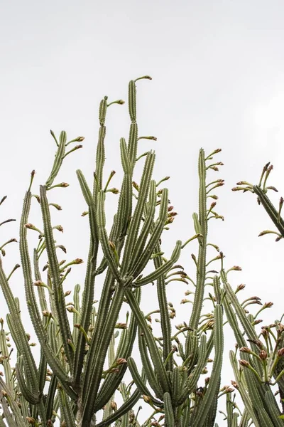 Vertical low angle shot of green cactus plants under a clear sky — Stock Photo, Image