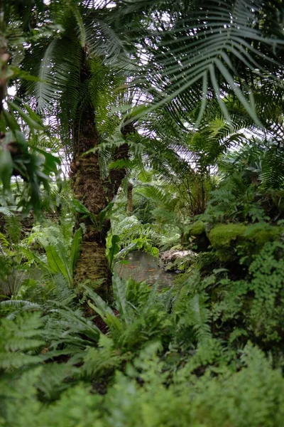 Tiro vertical de árvores verdes tropicais e muitos arbustos — Fotografia de Stock