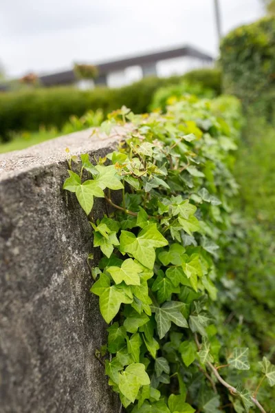 Vertical Shot Vine Leaves Attached Gray Wall Blurred Background — Stock Photo, Image