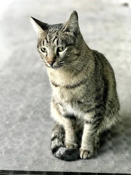 Tiro Vertical Gato Sentado Chão Parecendo Triste — Fotografia de Stock