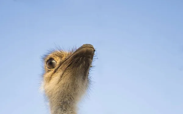 Ein Flacher Schuss Eines Straußenkopfes Gegen Einen Hellblauen Himmel — Stockfoto