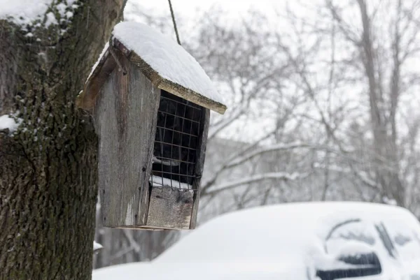 Une Maison Bois Faite Pour Les Oiseaux Attachés Arbre Hiver — Photo