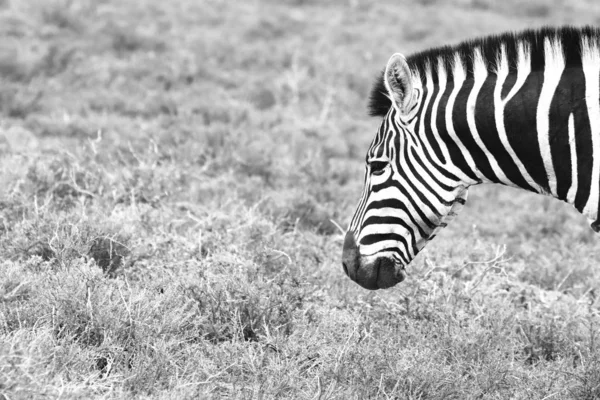 Серый Снимок Прекрасной Зебры Пасущейся Покрытом Травой Поле — стоковое фото