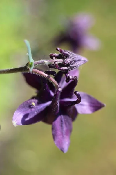 Eine Selektive Fokusaufnahme Einer Schönen Akelei Blume Mit Verschwommenem Hintergrund — Stockfoto