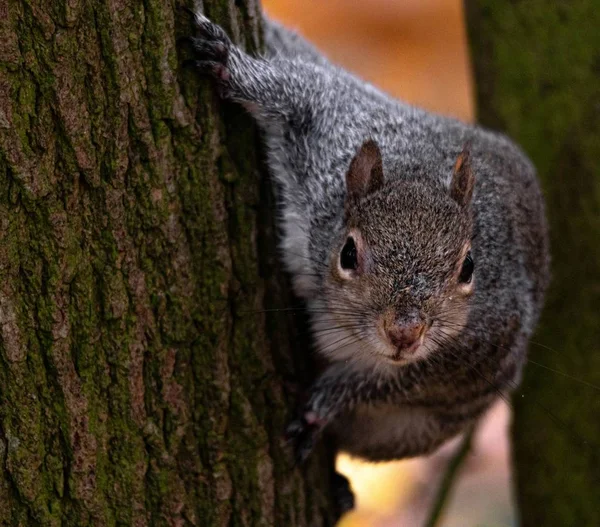 Beautiful Shot Cute Fox Squirrel Tree — 图库照片