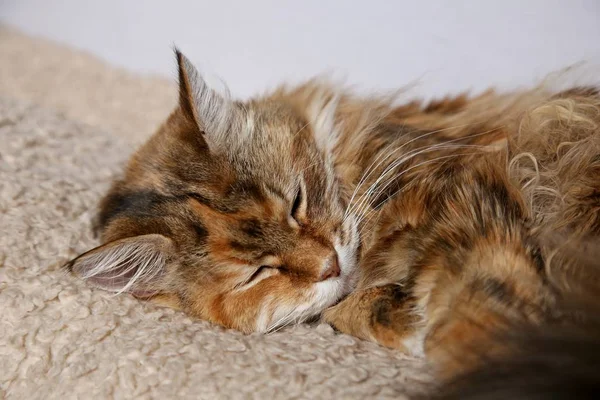 Egy Házi Bolyhos Macska Gyönyörű Színekkel Alszik Egy Szőnyegen — Stock Fotó