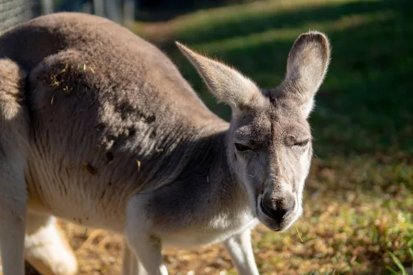 Closeup Shot Kangaroo Looking Camera Blurred Background — ストック写真