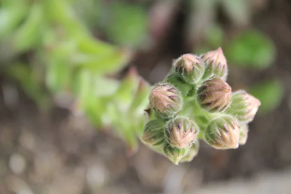 背景模糊的一丛芽的选择性聚焦拍摄 — 图库照片