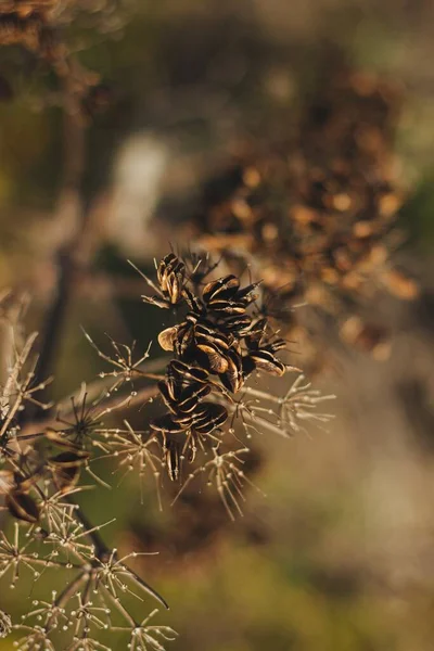 Mise au point sélective verticale d'une plante sèche dans le jardin — Photo