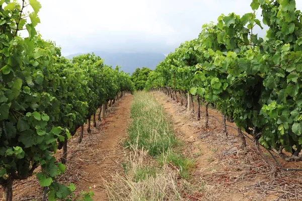 Ein Schöner Blick Auf Die Weinreben Einem Weinberg Der Bei — Stockfoto