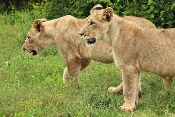 Dos Magníficas Leonas Caminando Por Los Campos Cubiertos Hierba Cerca —  Fotos de Stock