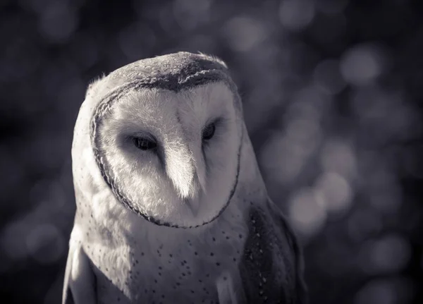 Barn Owl Black White — 스톡 사진