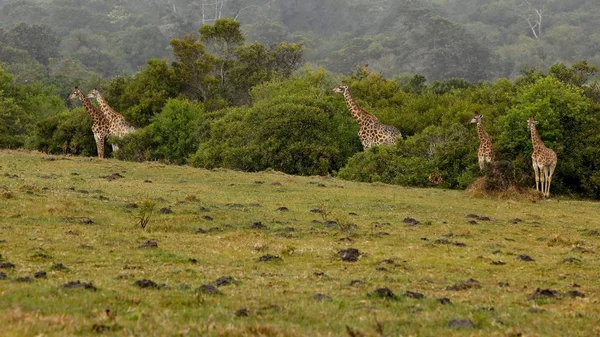 Group Giraffes Standing Grass Covered Hill Trees — ストック写真