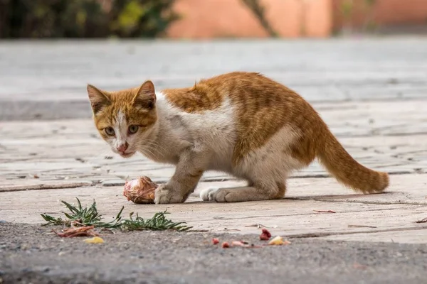 Orange White Cat Standing Front Grass Daytime — 图库照片