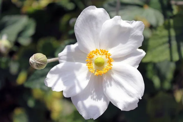 Selektywne Ujęcie Ostrości Pięknego Białego Kwiatu Anemonu Zbiorów Rozmytym Tłem — Zdjęcie stockowe