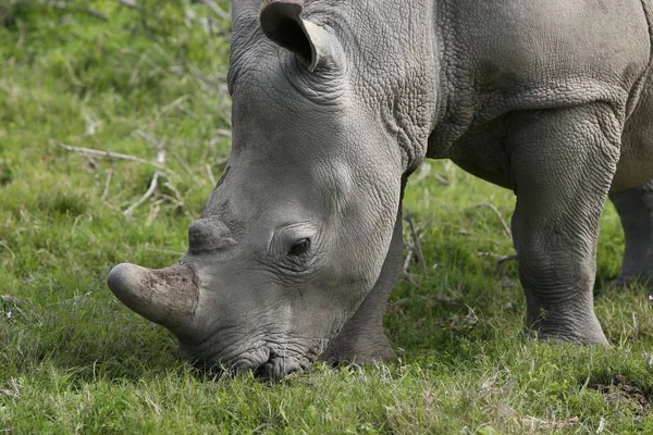 Magnificent Rhinoceros Grazing Grass Covered Fields Forest — Stock Photo, Image