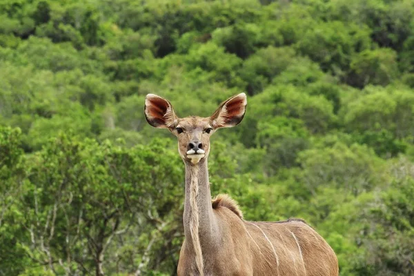 Magnificent Exotic Deer Standing Front Tree Covered Hill — 스톡 사진