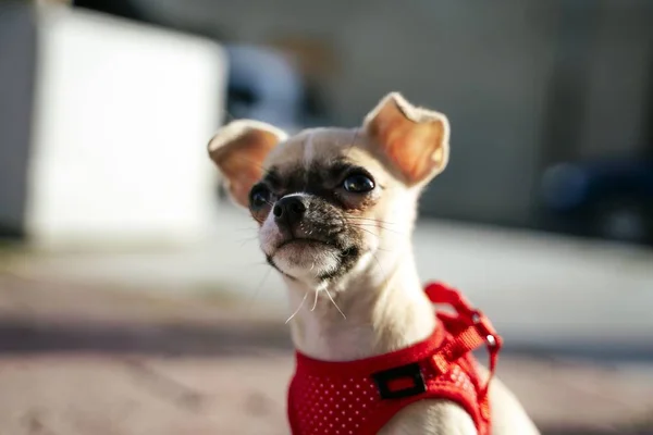 Una Hermosa Foto Chihuahua Con Arnés Rojo Mirando Algo Desde —  Fotos de Stock