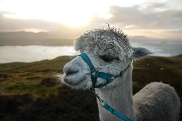 Closeup shot of a cute white llama with an ocean and mountains in the background during sunrise — 스톡 사진