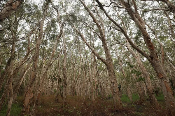 Foto en ángulo bajo de árboles medio desnudos de altura en un bosque. — Foto de Stock