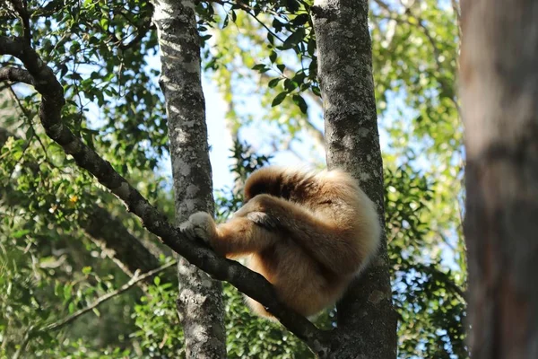 Colpo Basso Una Scimmia Triste Sola Seduta Sul Ramo Albero — Foto Stock