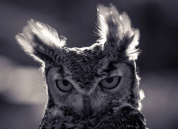 Great Horned Owl Black White — 图库照片