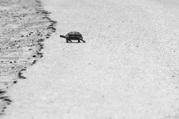 Plan Échelle Gris Une Tortue Marchant Sur Asphalte Chaud Une — Photo