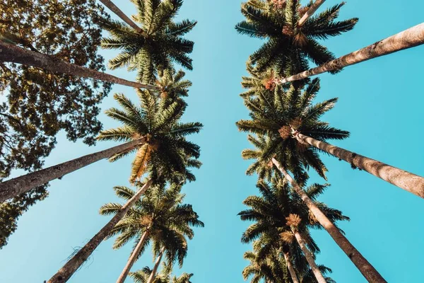 Een Lage Hoek Uitzicht Van Palmbomen Onder Het Zonlicht Een — Stockfoto