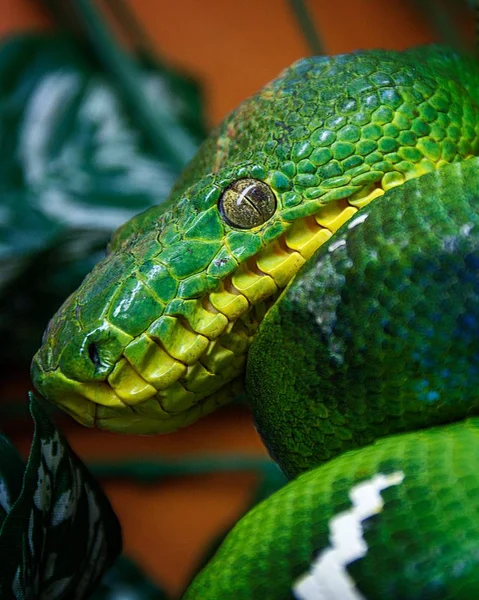 Tiro Perto Uma Cobra Verde Brilhante — Fotografia de Stock