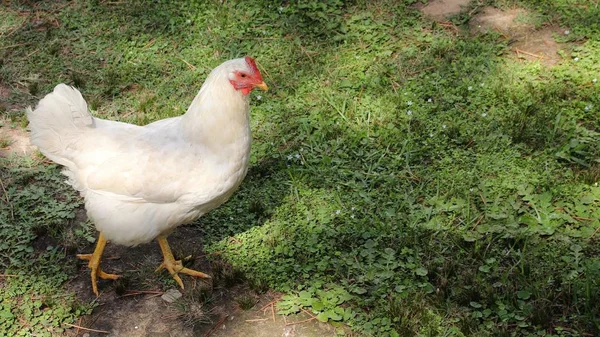 Closeup Shot White Hen Walking Field — Stockfoto