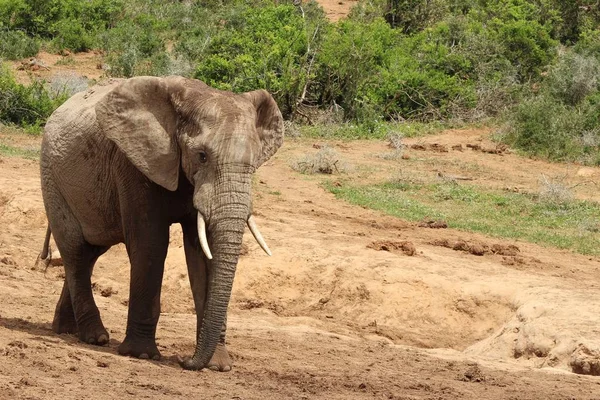 Magnífico Elefante Lamacento Andando Perto Dos Arbustos Plantas Selva — Fotografia de Stock