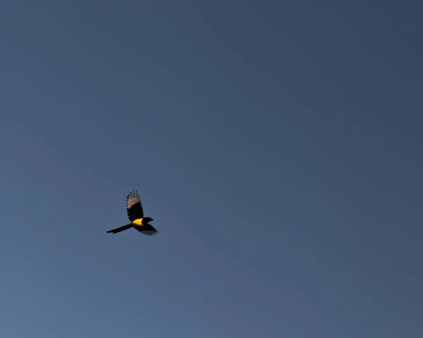 Low Angle Shot Blackbird Yellow Belly Flying Blue Sky Background — 스톡 사진