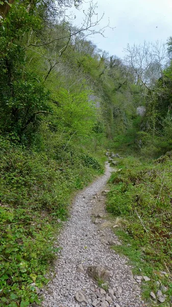 Plan vertical grand angle d'un petit chemin étroit entouré de verdure au Pays de Galles — Photo