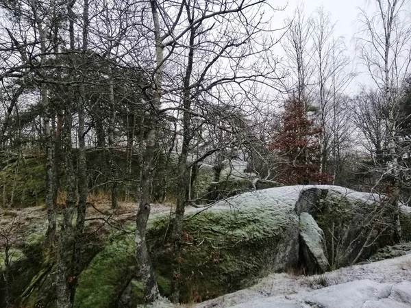 Krajina Lesa Plného Různých Druhů Rostlin Larviku Norsko — Stock fotografie