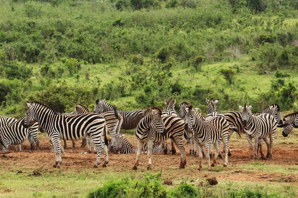 Uma Manada Belas Zebras Nos Campos Cobertos Grama Perto Uma — Fotografia de Stock