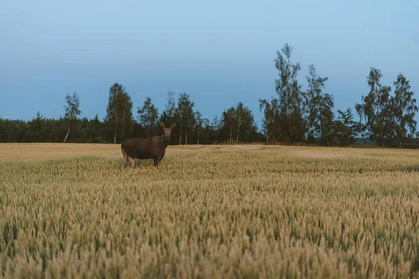 Veado Campo Gramado Cercado Por Árvores Verdes Noruega — Fotografia de Stock