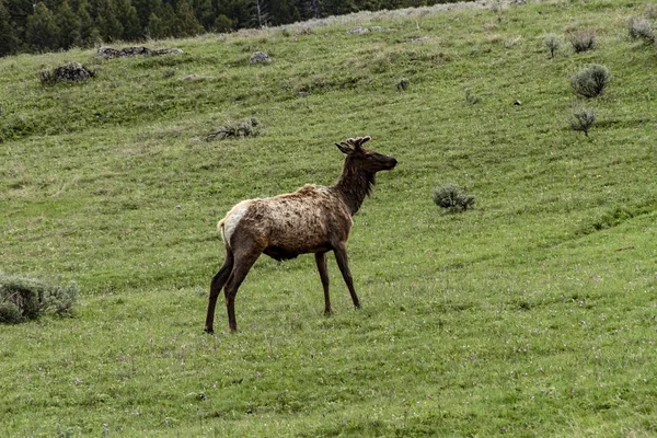 Vue d'ensemble d'un wapiti au parc national Yellowstone debout sur un champ vert — Photo