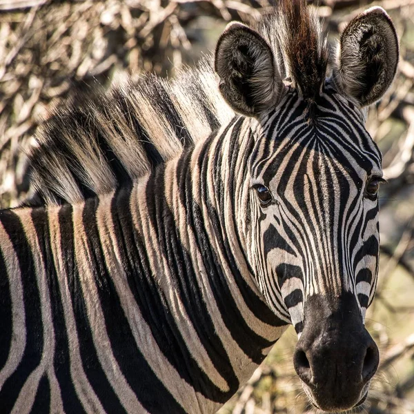 Közelkép Egy Zebra Fejéről Nyakáról Nappal — Stock Fotó