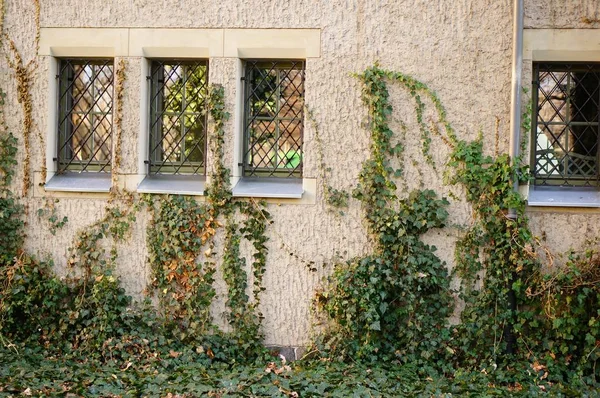 Budynek Metalową Poręczą Oknach Roślinami Rosnącymi Ścianie — Zdjęcie stockowe