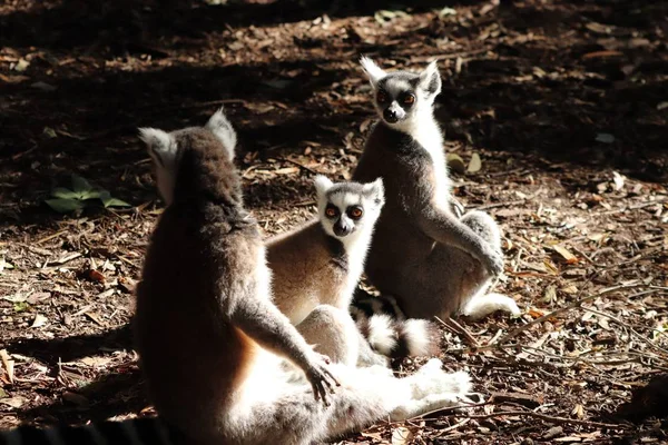 Eine Gruppe Lemuren Sitzt Auf Dem Schlammigen Boden Inmitten Eines — Stockfoto