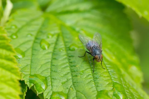 Primer Plano Una Mosca Sobre Una Hoja Verde Con Fondo — Foto de Stock