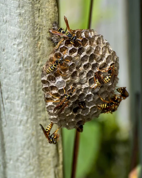 Vertical Shot Asian Paper Wasps Walking Nest — Stok fotoğraf